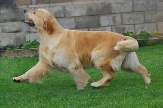 cachorros golden retriever